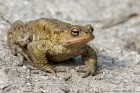 EOS 7D Mark II_2017_03_31_05644