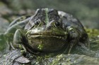 IMG_5181