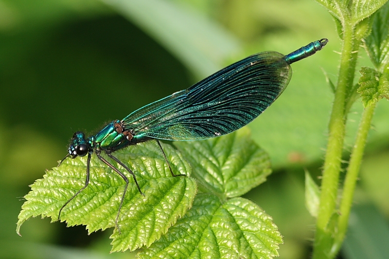 Blaufluegel_Prachtlibelle