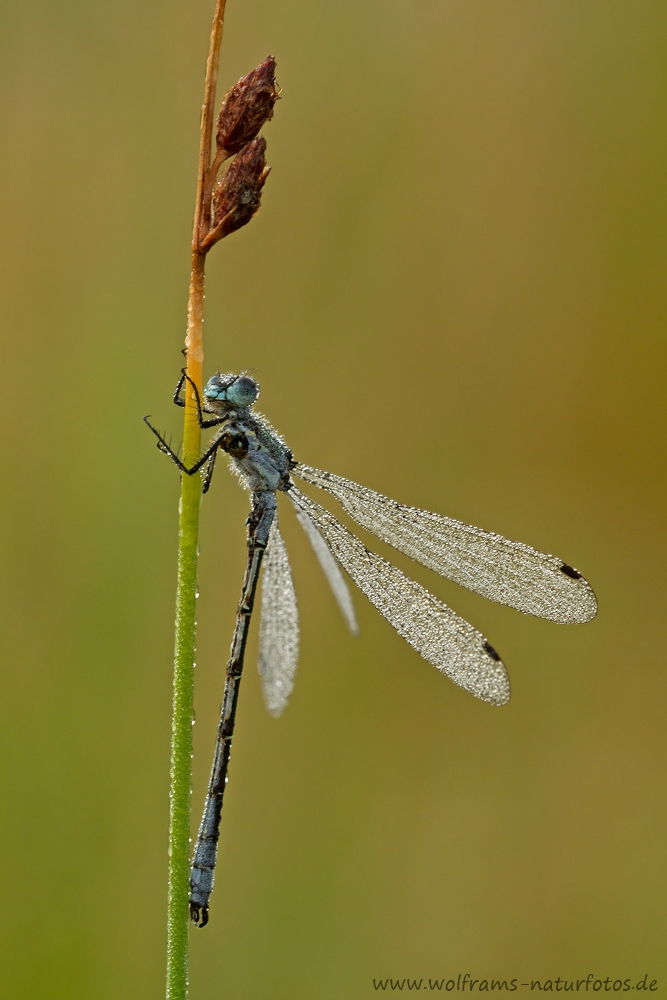 WRH_8329