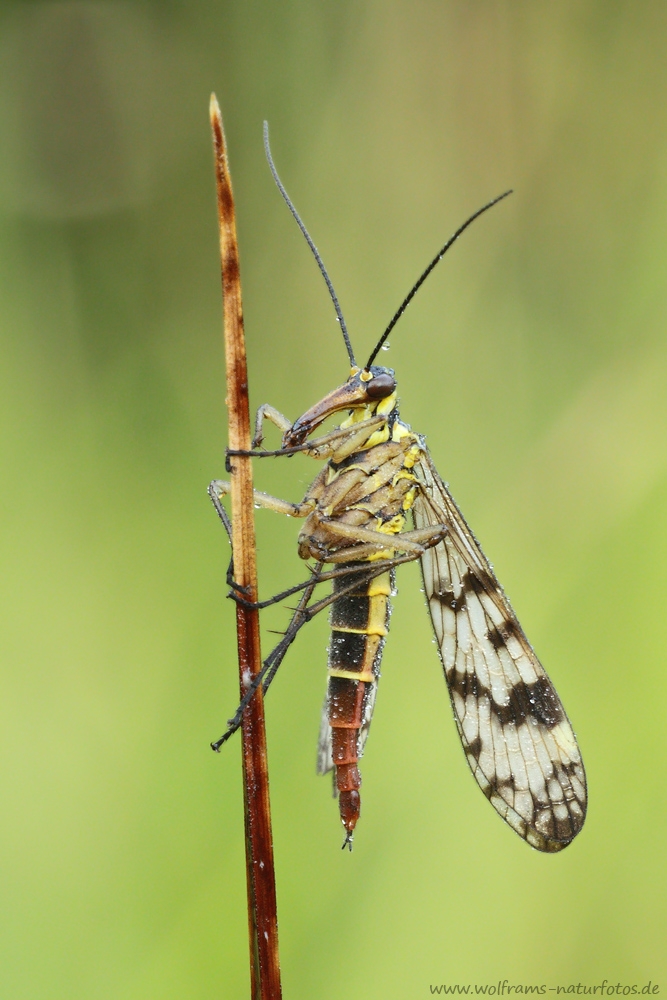 skorpionsfliege