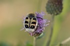 EOS 7D Mark II_2017_07_09_25118