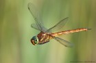 EOS 7D Mark II_2017_06_01_19868