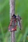 EOS-1D Mark IV_2017_06_17_21136