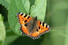 Kleine 