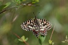 EOS 7D Mark II_2017_04_19_12603