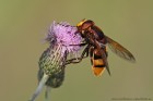 EOS 7D Mark II_2017_07_09_25134