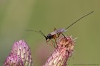 EOS 7D Mark II_2017_07_09_25203