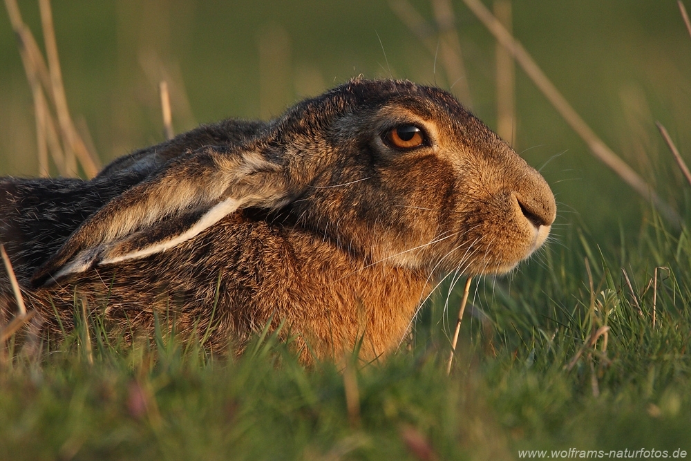 hase