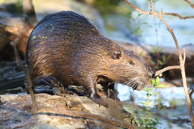 Nutria2