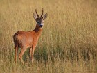 EOS 5D Mark IV_2018_05_30_59723