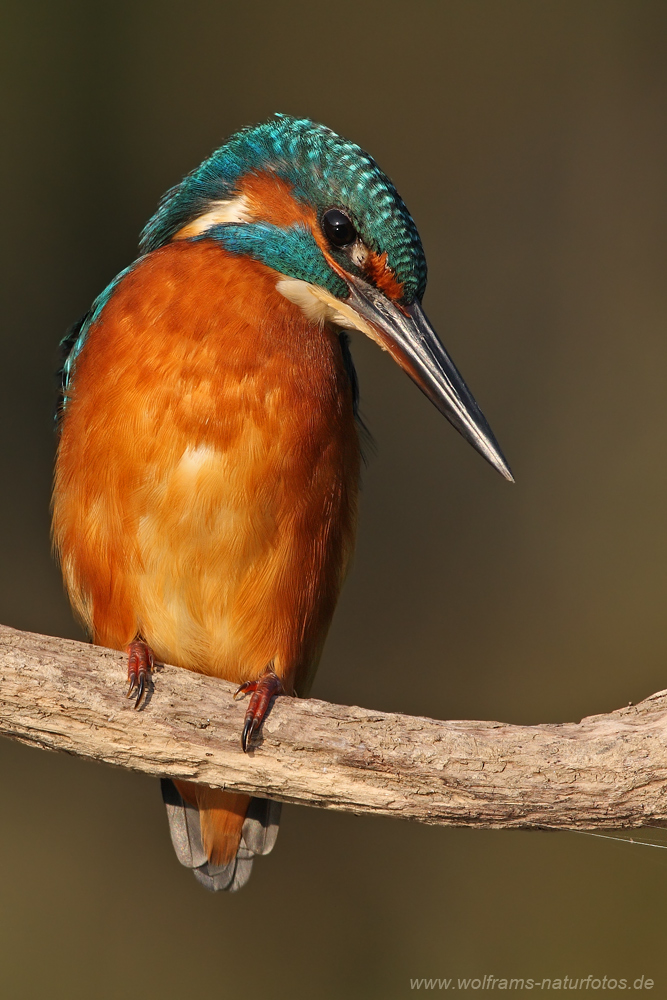 eisvogel1