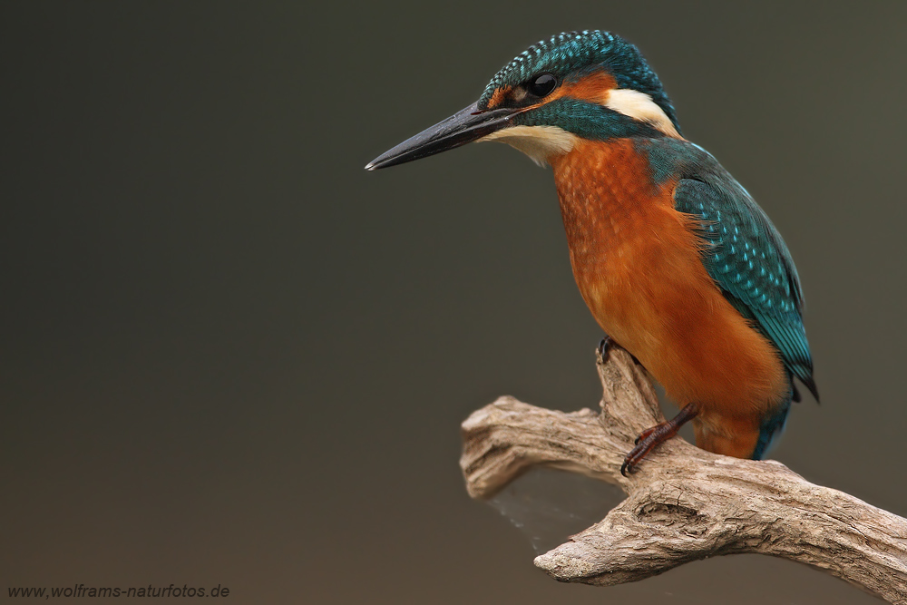 eisvogel5