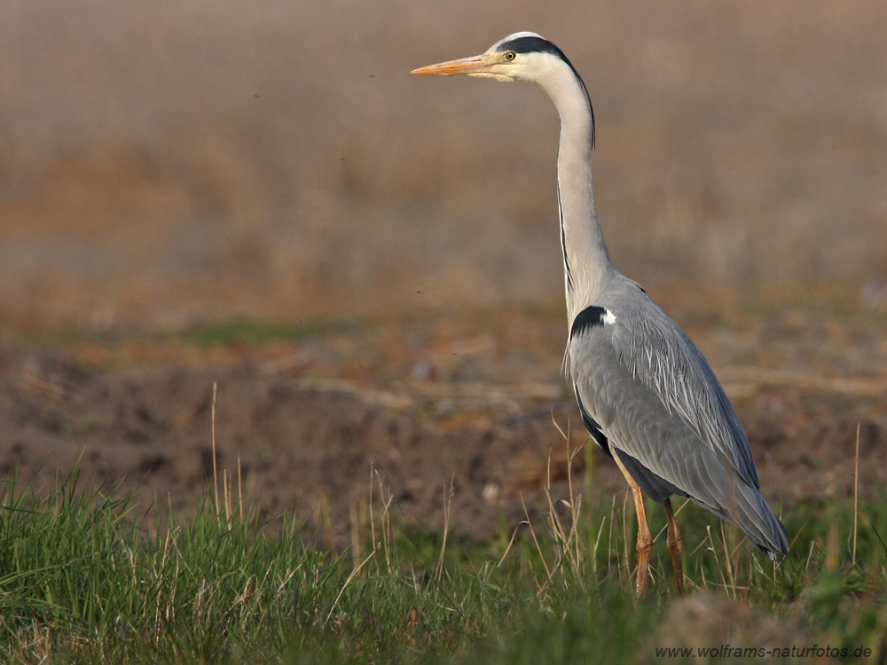 graureiher (2)