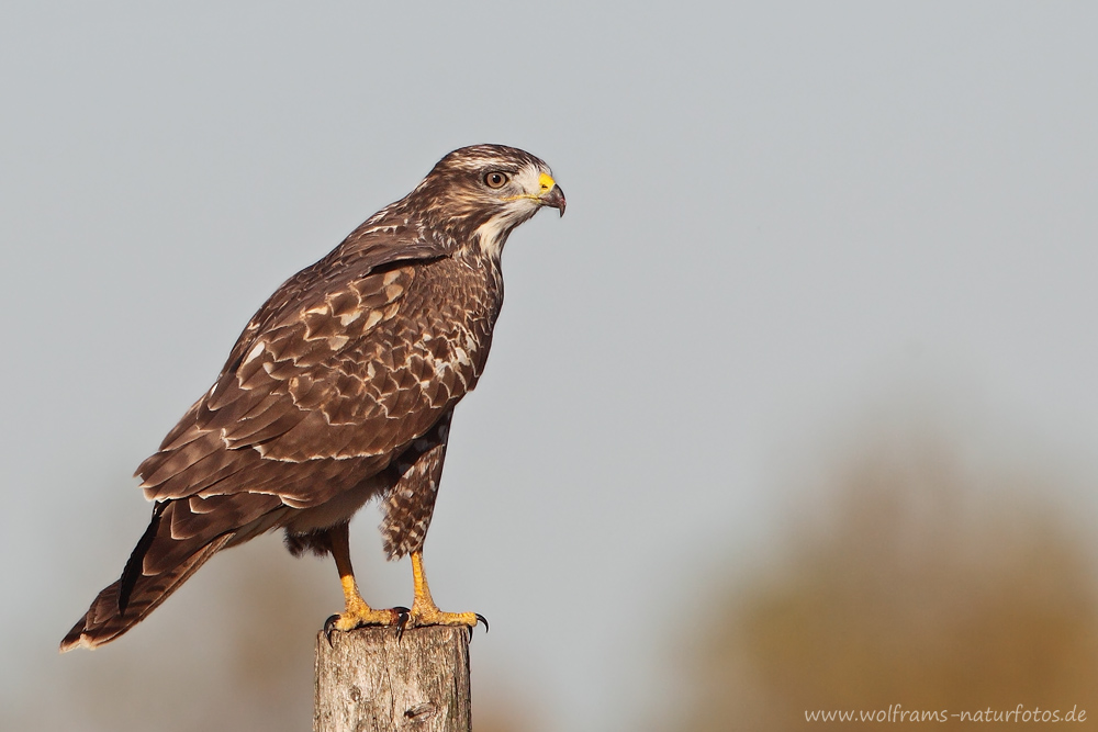 maeusebussard_03