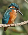 Eisvogel 