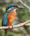 Eisvogel 