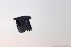 EOS-1D Mark IV_2017_04_21_13815