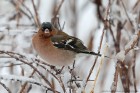 EOS 5D Mark IV_2018_03_16_48078