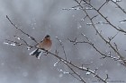 EOS 5D Mark IV_2018_03_17_48685