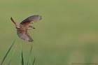 EOS 5D Mark IV_2018_05_29_59388