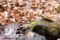 Feuersalamander