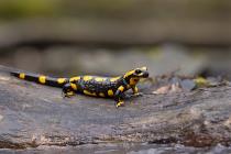 Feuersalamander