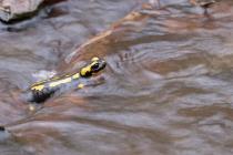 Feuersalamander