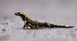 Feuersalamander