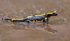 Feuersalamander