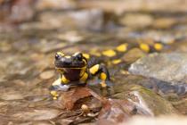 Feuersalamander