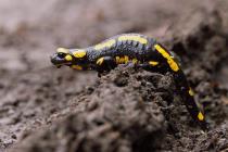 Feuersalamander