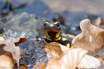 Feuersalamander
