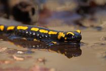 Feuersalamander