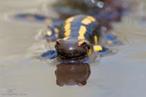 Feuersalamander