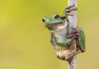 Laubfrosch