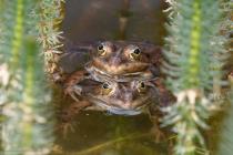 Wasserfrosch