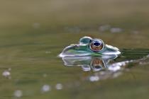 Wasserfrosch