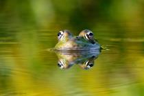 Wasserfrosch
