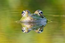 Wasserfrosch