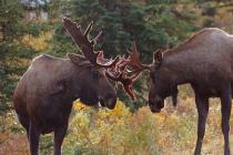 alaska