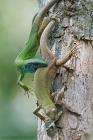 Östliche Smaragdeidechse (Lacerta viridis) / f8.0 / 1/800 sek / 451.0 mm / ISO 1600