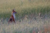 Fuchs