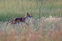 Fuchs