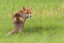 Fuchs
