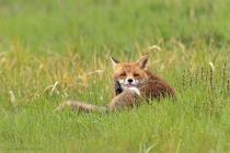Fuchs