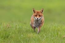 Fuchs