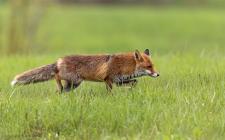 Fuchs
