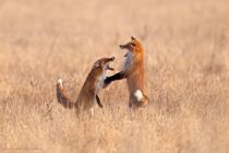 Fuchs