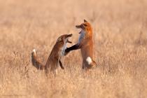 Fuchs